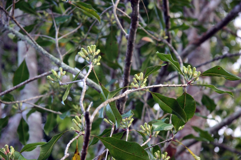 Clove tree, Bali Tirtagangga Indonesia.jpg - Indonesia Bali Tirtagangga. Clove tree